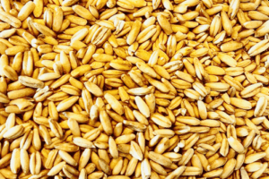 Bio Hafer ganzes Korn Heidegold aus Brandenburg